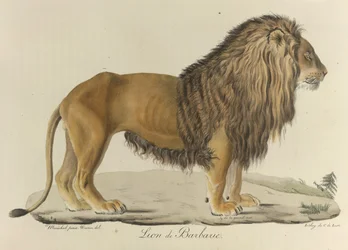 Berberløve. En berberløve fra «Histoire Naturelle des Mammifères»