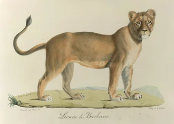Barbary Lionee. En Barbary løvinne, fra 