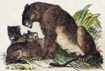 Løvinne. Gravering i "" Alphabet des animaux sauvages"". 9. serie. Bilder av Epinal, Pellerin, trykkeri-utgiver, ca. 1870. Graveringer på tre, stensilert. 16 sider. Mål: 20 x 15 cm. Privat samling