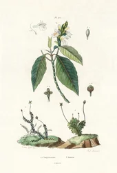 Levermose, 1833-39