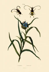 Longhorn Beetles, 1833-39