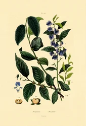 Lotus Plum, 1833-39