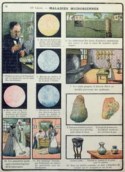 Louis Pasteur (1822-95) og bakterielle sykdommer, fra Les Sciences Physiques et Naturelles, Paris, 1908