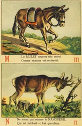 M som Mulet og N som Nangueur