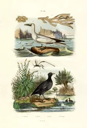 Mosedyr, 1833-39