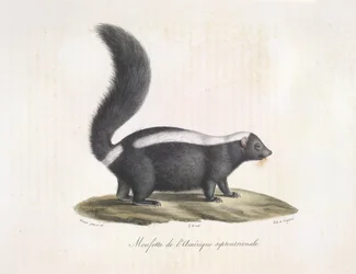Stinkdyr. Skunk, fra Natural History of Mammals (farge litho)