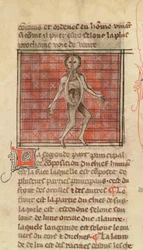 Ms 2030 fol.17 Anatomisk figur, fra La Chirurgie de Maitre Henri de Mondeville