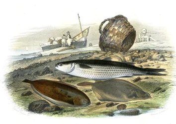 Multe (Mugilidae), Solsikke (Solea Vulgaris), Limand (Microstomus Kitt) - Tallerken hentet fra Natural History av Bernard Germain de Lacepede (1856-1925), P.Furme-utgaven, Paris