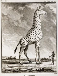 Natural History Plate: La Giraffe - i "" Natural History, General and Particular"" av Buffon