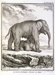 Natural History Plate: The Little Elephant Taunting Her Mother - i "" Natural History, General and Particular"" av Buffon