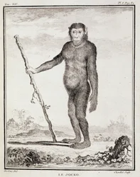 Naturhistorisk tallerken: Jockoen - i «Naturhistorie, generelt og spesielt» av Buffon