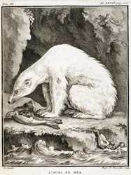 Naturhistorisk tavle: Sjøbjørnen som spiser en sel - i «Naturhistorie, generelt og spesielt» av Buffon