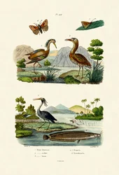 Natthegre, 1833-39