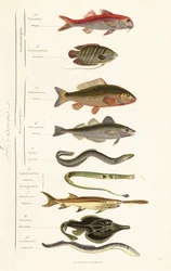 Bestillinger av fisk