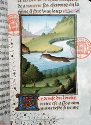 Oter som fanger en fisk, fra Livre de la Chasse av Gaston Phebus de Foix (1331-91) (vellum)