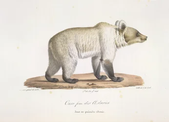 Bjørn fem fra Asturias. Kvinnelig spansk brunbjørn, fra Natural History of Mammals (farge litho)