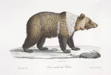 Hann Siberian Bear, fra 'Natural History of Pattedyr' (farge litho)