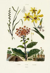 Flerårig raigras, 1833-39