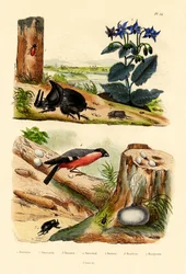 Furusvite, 1833-39
