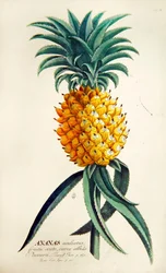 Ananas (farget gravering)