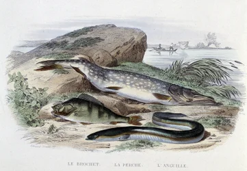 Fiskene: Gjedden, abboren, ålen - i "Naturhistorie" av Lacépède, red. Ovn, Paris