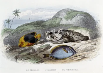 Fiskene: Tricoloren, den grusomme og kirurgen - i "Histoire Naturelle" av Lacépède, red. Veurne, Paris