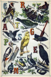Tallerken 1: Gullfink, Wrens, Siskin, Lerke, Kanarifugl, afrikansk bieter, hakkespett, stær, chickadees. Gravering i "Syllabary alfabet av fugler"". Serie A. Pellerin et Cie, trykkerier-forlag, Epinal, slutten av 1800-tallet. Kromolitografier. Liten 8-