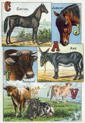 Plate 1: Hest, hoppe, Tyr, esel, kyr. Gravering i "Syllabary alfabet av husdyr og gårdsplass". Serie A. Pellerin et Cie, trykkerier-forlag, Epinal, slutten av 1800-tallet. Kromolitografier . Mål: 19,5 x 13,5 cm