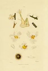 Polyp, 1833-39