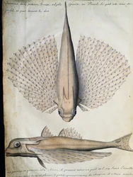 Profil og bakside av bevinget fisk, Big Island, Brasil, akvarell fra loggbok av Jacques Gouin de Beauchesne (1652-1730), kaptein for Compagnie royale de la Mer du Sud, fra 1698 til 1701, Frankrike