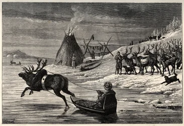 Reinsdyrflokk i Lappland - gravering fra "" The Man and the Bete" av Arthur Mangin - 1872 -