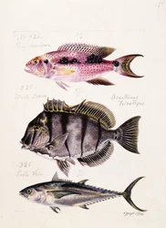 Rey tambova etc, ca. 1850