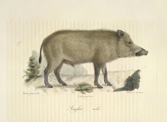 Villsvin, hann, fra Natural History of Mammals (farge litho)