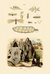 Sea Slug, 1833-39