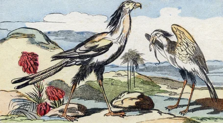 Serpentary. Gravering i "Buffon Alphabet des Oiseaux n 2". 3. Serie N 2. Avbildning av Epinal, Epinal, sent på 1800-tallet. 16 sider. Mål: 28x21cm
