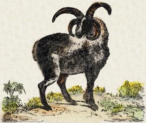 Sau. Gravering i "" Alphabet des animaux sauvages"". 9. serie. Bilder av Epinal, Pellerin, trykkeri-utgiver, ca. 1870. Graveringer på tre, stensilert. 16 sider. Mål: 20 x 15 cm. Privat samling