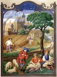 Saueskjæring og høsting - miniatyr, middelalder.