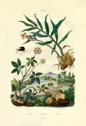 Skinnende edderkoppbille, 1833-39