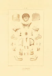 Skjelett, 1833-39