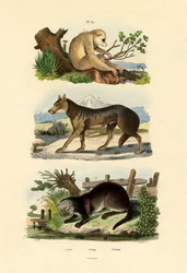 Sloth Ape, 1833-39