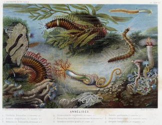 Sunapte de Duvernoy - i "" Le Monde de la Mer"" av Alfred Fredol. utg. Paris, Hackette.