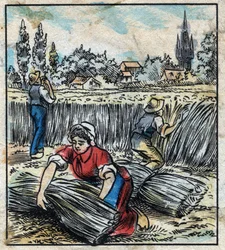Textile, flax: agriculture. Collects linen that is assembled in a boot to be dry. Engraving. Epinal imaging late 19th century.