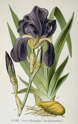 Den tyske irisblomsten