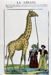 The Giraffe - Bilde av Epinal