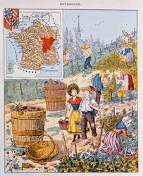 Druehøsten i Burgund, illustrasjon fra en skolebok, ca. 1910