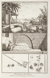 Dyrking av bomull, fra Encyclopedia av Denis Diderot (1713-84), gravert av A. Provost (fl.1834-55), ca. 1760