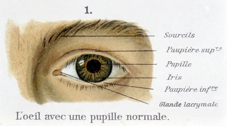 Øyet med normal pupill (detalj)