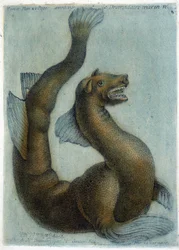 Den marine kamelen. Illustrasjon av M. Toussaint (1756) i "Periodic Observations on Physics, Natural History and the Arts".