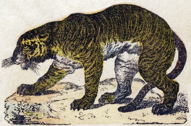 Tiger. Gravering i "" Alphabet des animaux sauvages"". 9. serie. Bilder av Epinal, Pellerin, trykkeri-utgiver, ca. 1870. Graveringer på tre, stensilert. 16 sider. Mål: 20 x 15 cm. Privat samling