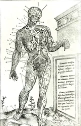 Vascular System ifølge Charles Etienne, fra The Dissection of the Human Body